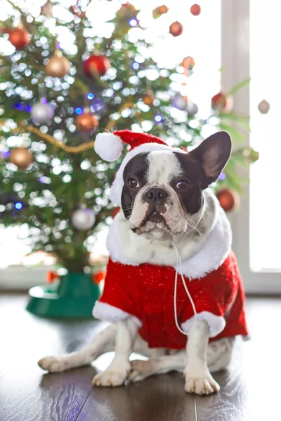 French bulldog dressed up in santa costume