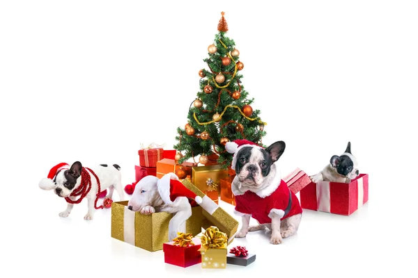 Hunde unterm Weihnachtsbaum — Stockfoto