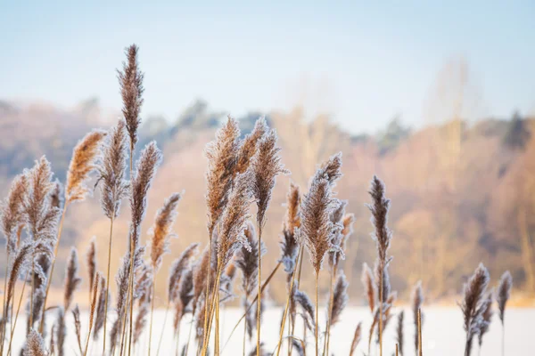 Zimní krajina zamrzlé jezero — Stock fotografie
