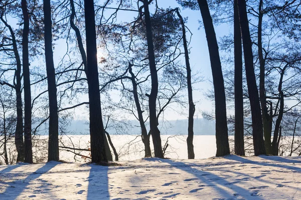 Зимний пейзаж леса у озера — стоковое фото