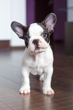 Fransız bulldog köpeği.
