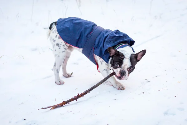 French bulldog in winter jacket — Stock Photo, Image