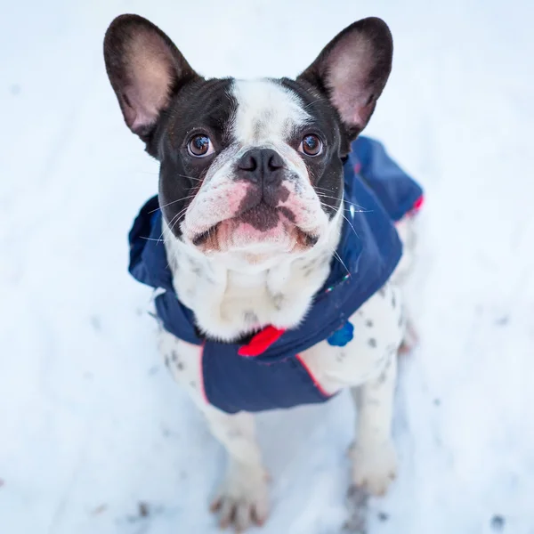 French bulldog in winter jacket — Stock Photo, Image