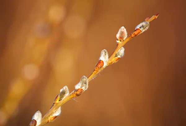 Jarní větve s jehnědy — Stock fotografie