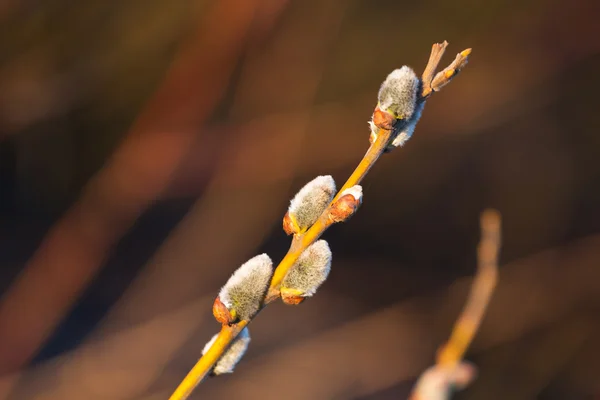 Oddział wiosna z catkins — Zdjęcie stockowe