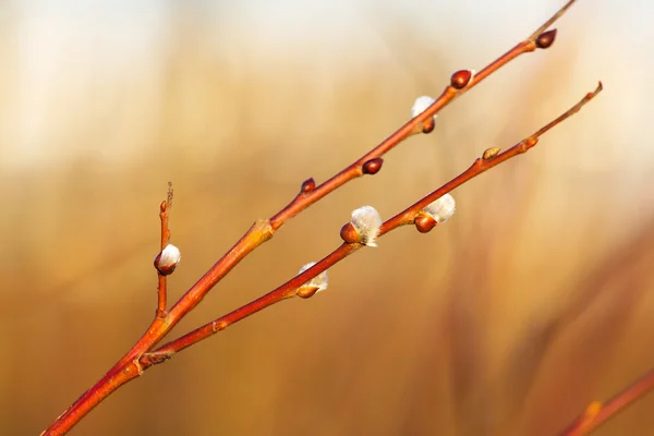 Jarní větve s jehnědy — Stock fotografie