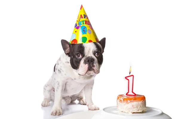 French bulldog on his first birthday — Stock Photo, Image