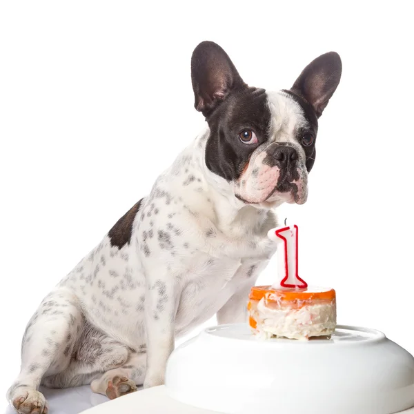 Bulldog francés en su primer cumpleaños — Foto de Stock