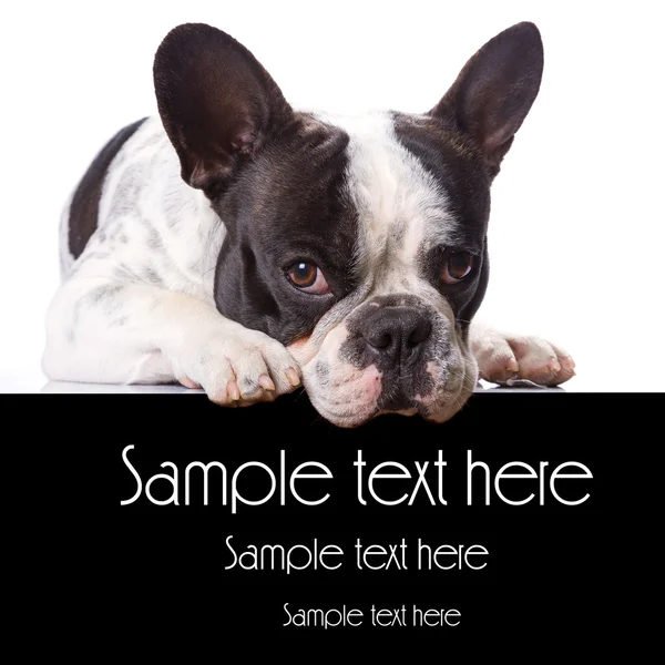 French bulldog with copyspace — Stock Photo, Image