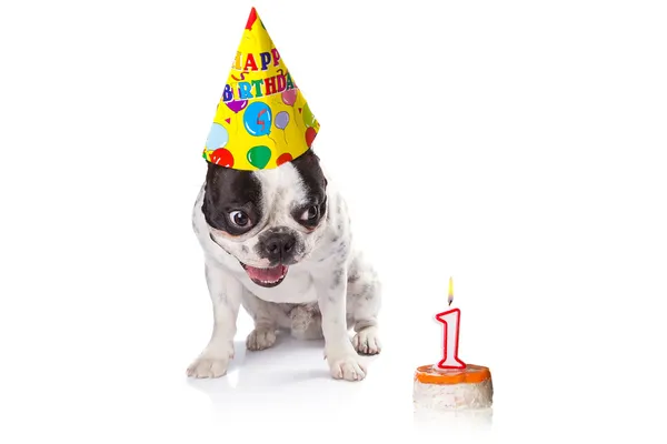Bulldog francés en su primer cumpleaños — Foto de Stock
