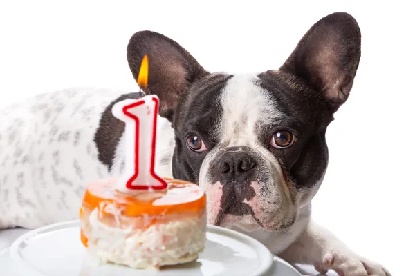 Fransk bulldog på sin första födelsedag — Stockfoto