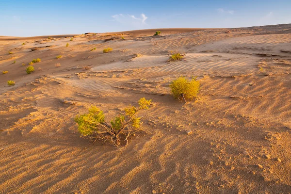 Dunas de areia no deserto perto de Abu Dhabi — Fotografia de Stock