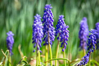 Muscari bahar çiçekleri