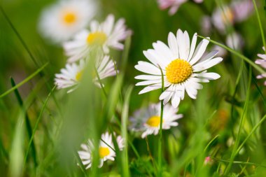Daisy bahar çiçekleri