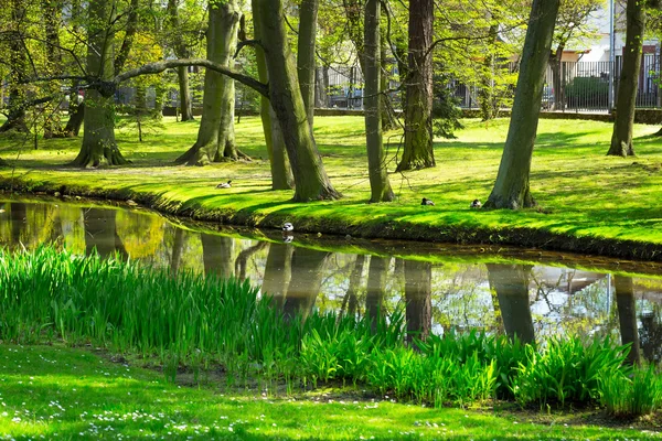 Bellissimo stagno nel parco — Foto Stock