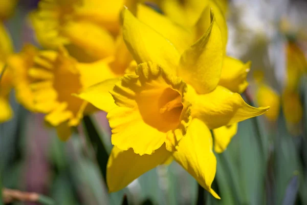 Daffodil spring flowers — Stock Photo, Image