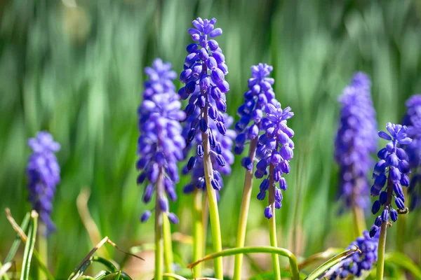 Muscari Ανοιξιάτικα λουλούδια — 图库照片