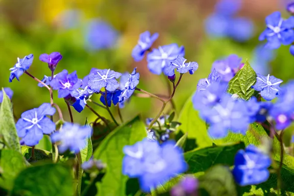 's avonds voorraad bloemen — Stockfoto