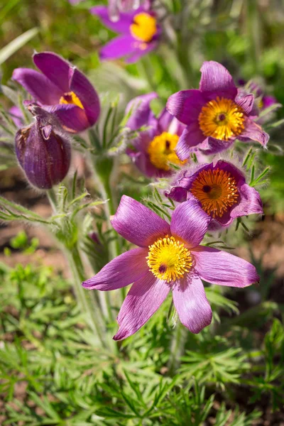 Fleurs de printemps Pasque — Photo