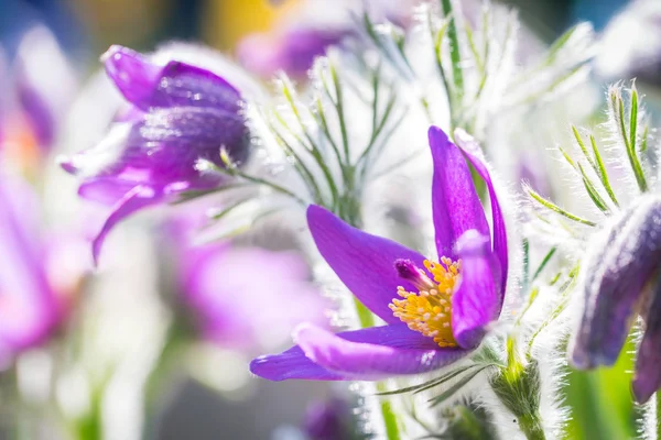 Pasque spring flowers — Stock Photo, Image