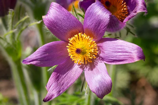 Pasque fiori primaverili — Foto Stock