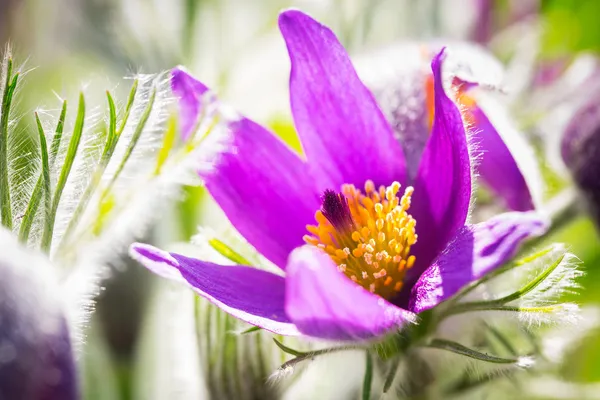 Flores de primavera pasque — Fotografia de Stock