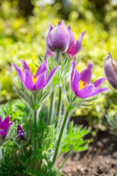 Pulsatilla Lentebloemen — Stockfoto