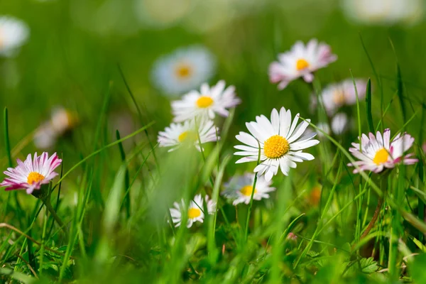 Daisy spring flowers — Stock Photo, Image