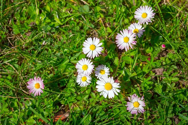 Daisy spring flowers — Stock Photo, Image