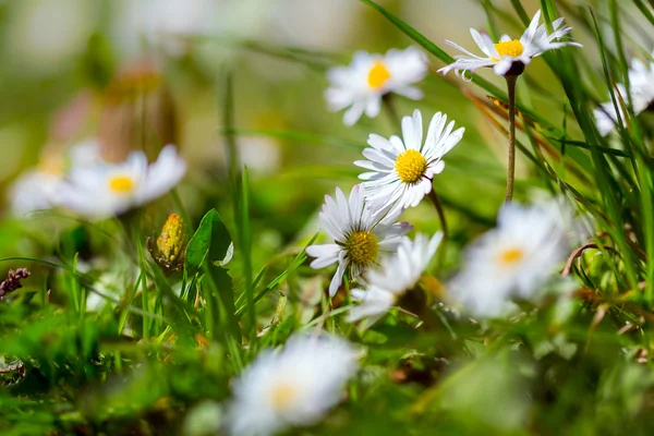 Daisy spring flowers — Stock Photo, Image