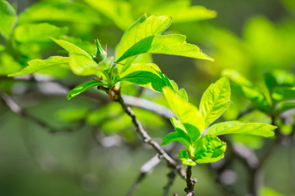 Beautiful green tree leaves — Stock Photo, Image