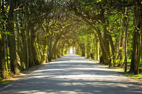 Schöne Gasse im Park — Stockfoto