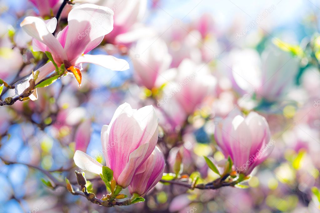 ᐈ Spring Stock Pictures Royalty Free Springtime Images Download On Depositphotos ᐈ Spring Stock Pictures Royalty Free Springtime Images Download On Depositphotos