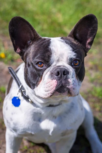 Französische Bulldogge im Frühlingsgarten — Stockfoto