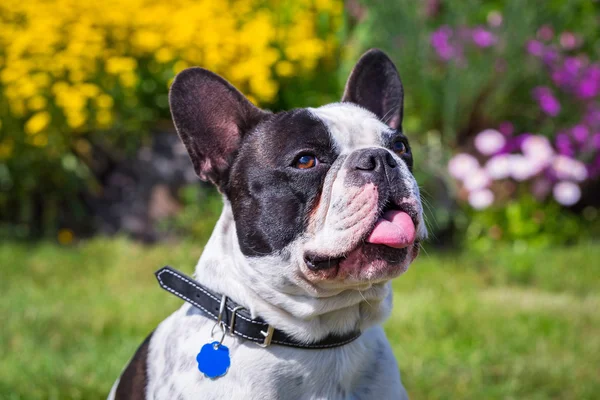 Bulldog francese nel giardino primaverile — Foto Stock