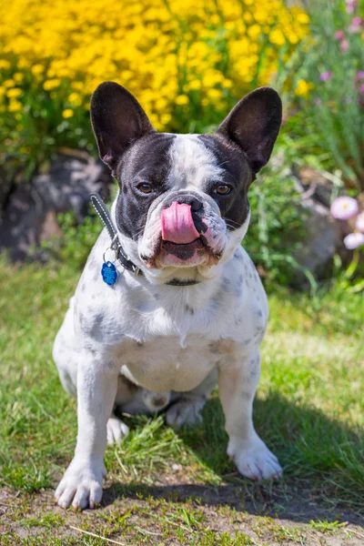 Französische Bulldogge im Frühlingsgarten — Stockfoto