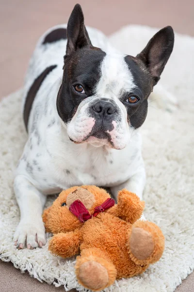 Fransk bulldog med Nalle — Stockfoto