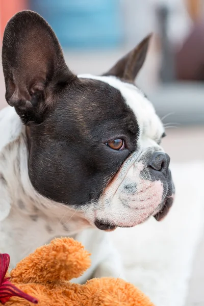 Bulldog francés con osito de peluche — Foto de Stock