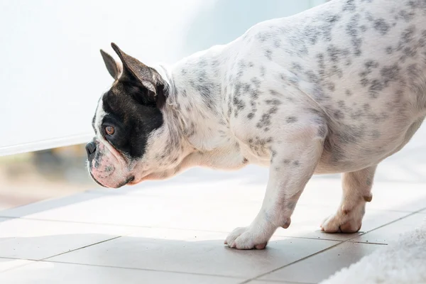 Franse bulldog op wacht — Stockfoto