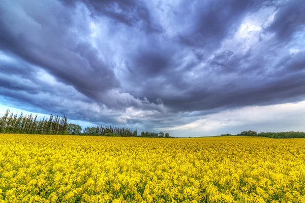 Summer storm över fältet repeseed — Stockfoto