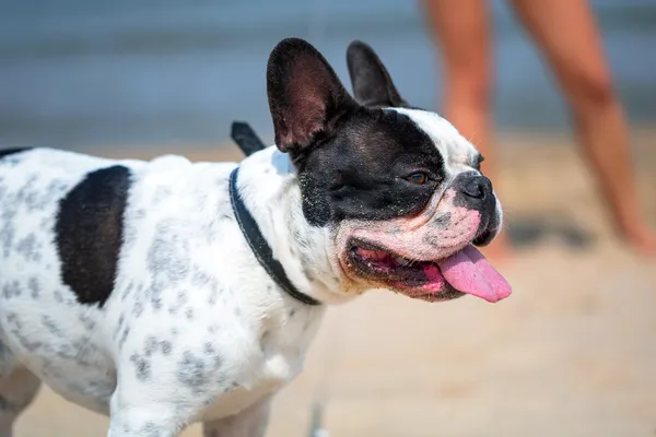 Buldog francuski na plaży — Zdjęcie stockowe