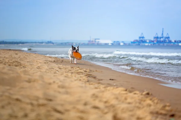 在海滩上的法国斗牛犬 — 图库照片