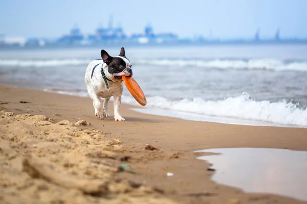 Bulldog francês na praia — Fotografia de Stock