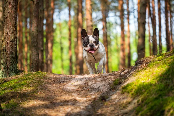 Bulldog francés en el bosque — Foto de Stock