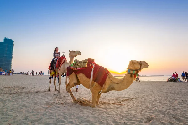 Passeggiata in cammello sulla spiaggia di Dubai Marina — Foto Stock