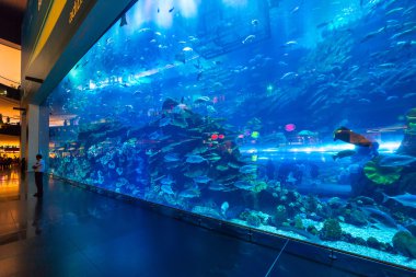dubai alışveriş merkezi içinde büyük oceanarium.