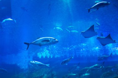 Büyük doğal akvaryum