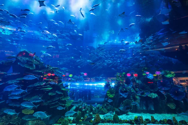 Oceanário enorme dentro do Dubai Mall . — Fotografia de Stock