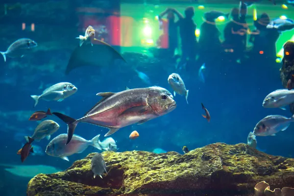 Enorm naturlig akvarium – stockfoto