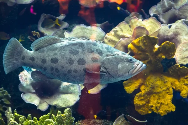 巨大的天然水族馆 — 图库照片